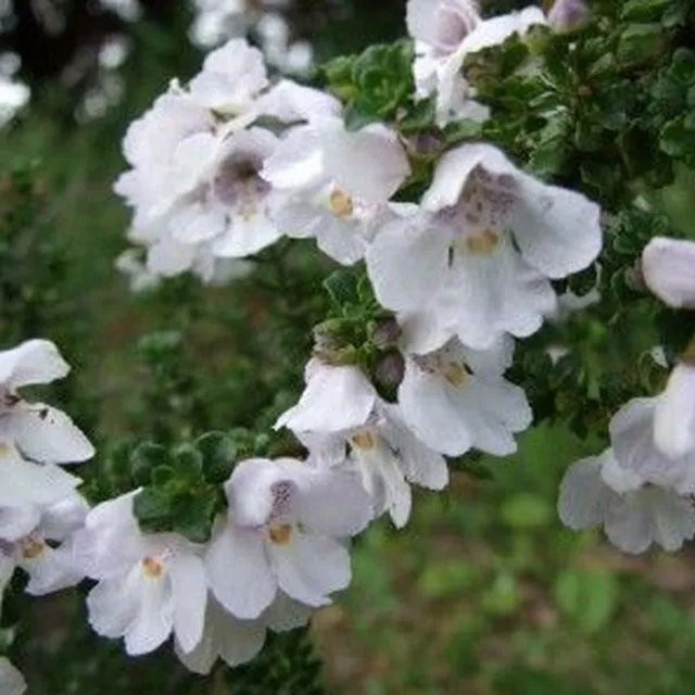Arborix Buschminze Prostanthera cuneata Aromatisch mit weißen Blüten im Container, Höhe: 20 bis 25 cm - Bild 1