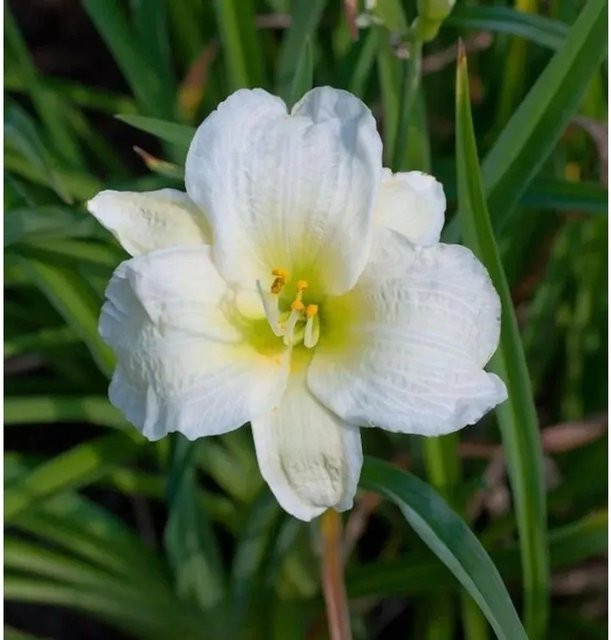 Taglilie Gentle Shepherd Hemerocallis als winterharte Staudenpflanze für Beet und Garten - Bild 1