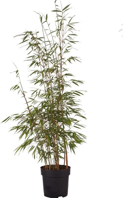 GROW by OBI Gartenbambus Asian Wonder Fargesia murielae im 6l Topf, pflegeleichter Bambus als Sichtschutz für Garten und Balkon, Höhe: 60-80 cm - Bild 1