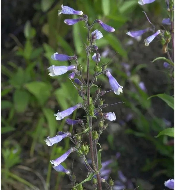 Penstemon heterophyllus Züriblau verschiedenblättriger Bartfaden als mehrjährige Staude in Blau und Violett für Beete und Staudengärten - Bild 1