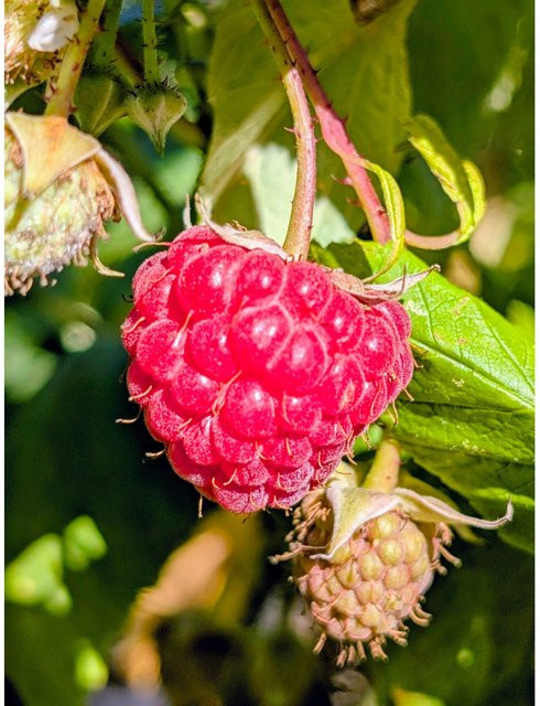 Himbeere Sanibelle Rubus idaeus, Höhe: 40 - 60 cm - Bild 1