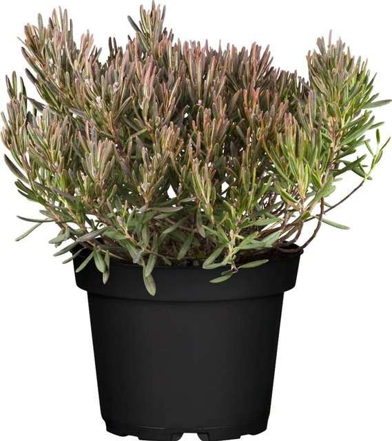 Andromeda Rosmarinheide in Rosa von GROW by OBI, Höhe: 20 - 30 cm - Bild 1
