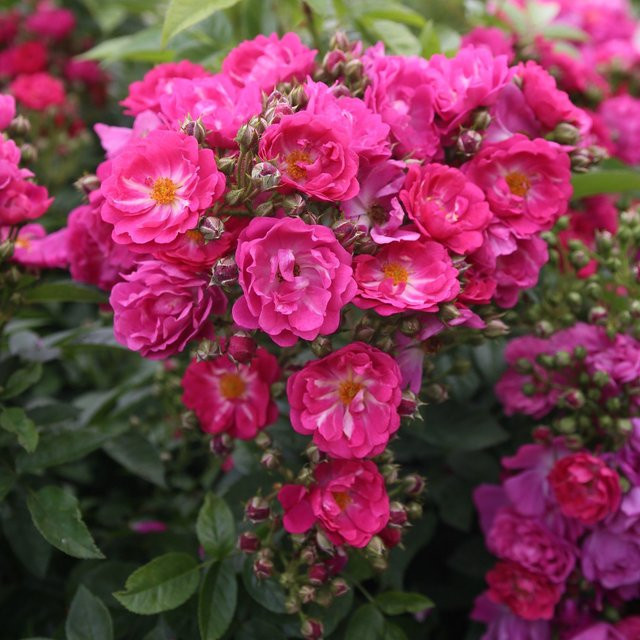 Ramblerrose Perfumy Siluetta in Rosa als Kletterrose für deinen Garten und Balkon - Bild 1
