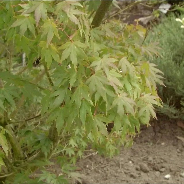 Fächerahorn Aoyagi Acer palmatum von Nr-01.de, Höhe: 125-150 cm - Bild 1