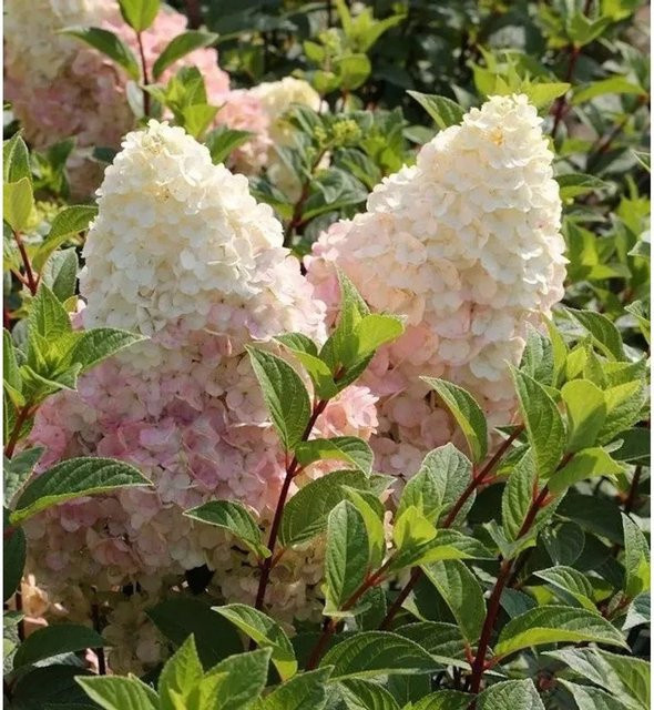 Rispenhortensie Silver Dollar Hydrangea paniculata in Weiß von Nr-01.de, Höhe: 30-40 cm - Bild 1