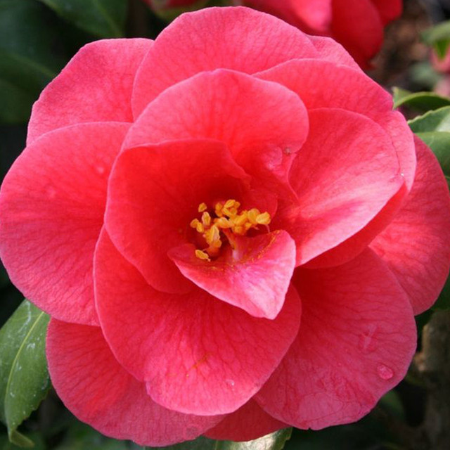 Japanische Kamelie BLUME2000 Kübelpflanze für Garten und Wintergarten - Bild 1