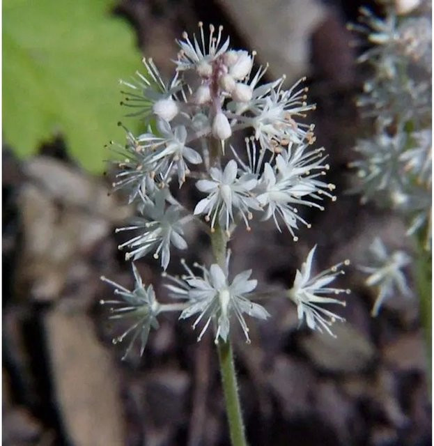 Tiarella cordifolia Herzblättrige Schaumblüte Bodendecker von Nr-01.de - Bild 1