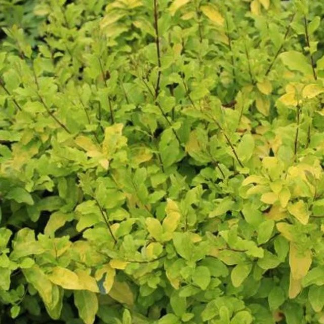 Arborix Liguster Lemon and Lime Ligustrum ovalifolium Heckenpflanze mit gelbgrünem Laub im Container, Höhe: 30 cm - Bild 1