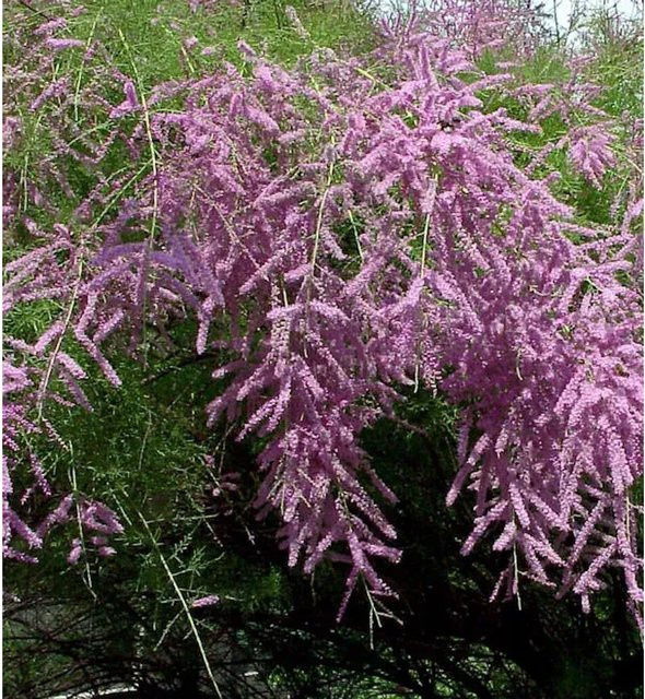 Tamarix ramosissima Heide-Tamariske Pink Cascade in Pink, Zierstrauch für den Garten, Höhe: 60-80 cm - Bild 1