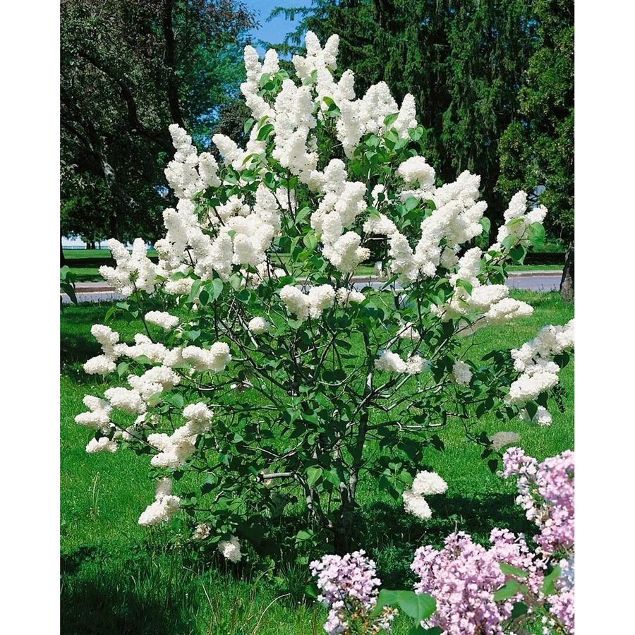 Syringa Vulgaris Alba Weißer Flieder Pflanze für Garten und Terrasse Höhe: 125–150 cm - Bild 2