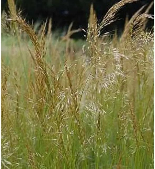 Silberährengras Achnatherum calamagrostis aus dem Allgäu, grüne Staude im Topf - Bild 1
