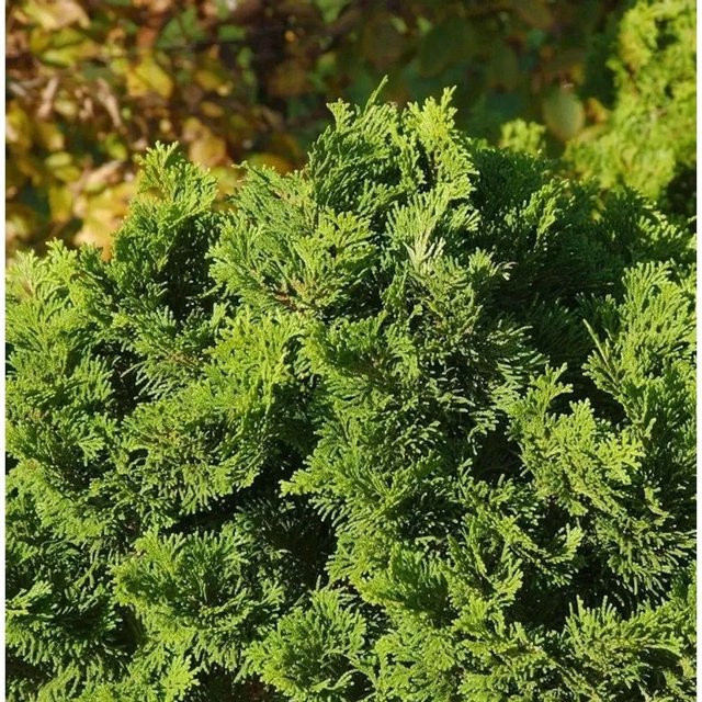 Muschelzypresse Nana Gracilis Chamaecyparis obtusa als grüne Hecke oder Beeteinfassung, Höhe: 25-30 cm - Bild 1