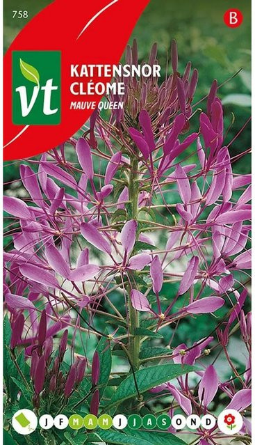 Arborix Spinnenblume Mauve Queen Samen für Garten und Beet, duftend, 0,5 g - Bild 1