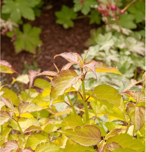 Karamellstrauch Golden Lanterns Leycesteria formosa Solitärpflanze für den Garten, Höhe: 60-80 cm - Bild 1