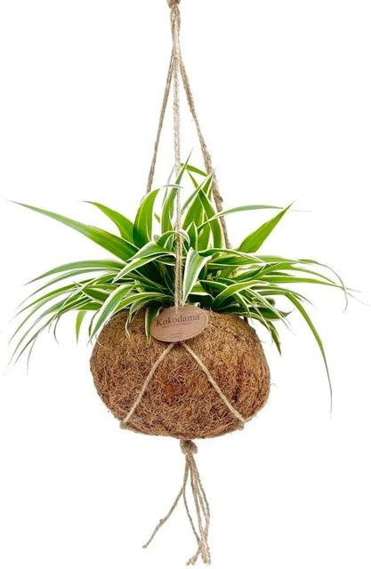 Exotenherz Chlorophytum Grünlilie im Kokodamagefäß zum Hängen, Grün - Bild 1