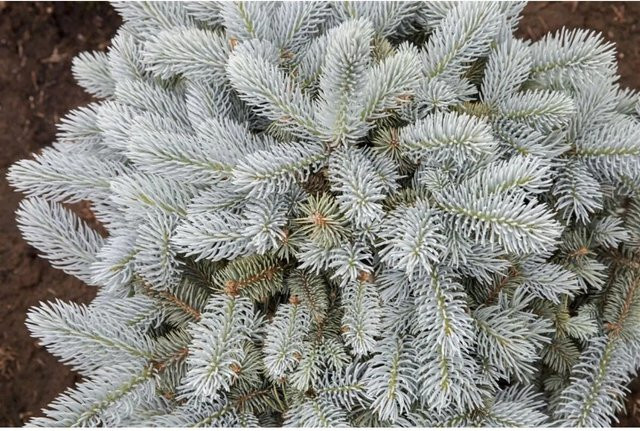 Picea Pungens Glauca Globosa Blautanne Kompakt, blau-silberne Konifere für deinen Garten und Balkon, Höhe: 70–80 cm - Bild 1