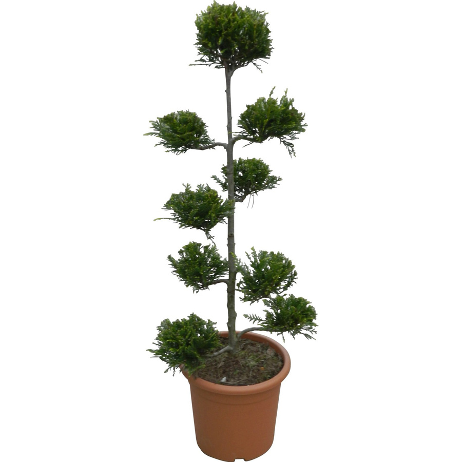 GROW by OBI Riesenzypresse Castlewelland Gold Cupressocyparis, Höhe: 80 cm, Topfvolumen: 9 l - Bild 2