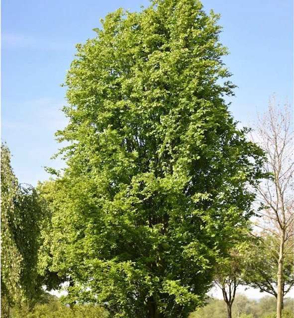 Säulen-Rotbuche Dawyck Fagus sylvatica als Heckenpflanze, Höhe: 125-150 cm - Bild 1