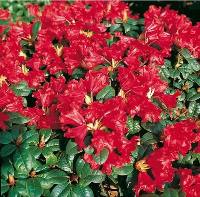 Zwerg Rhododendron Scarlet Wonder Rhododendron repens Alpenrose in Rot, Topfgröße: 15-20 cm - Bild 1