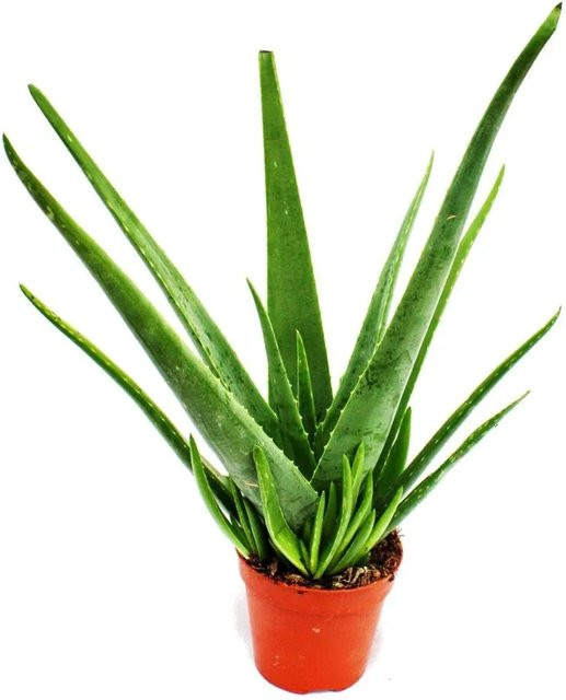 Exotenherz Aloe Vera Sukkulente als Zimmerpflanze im 15 cm Topf - Bild 1