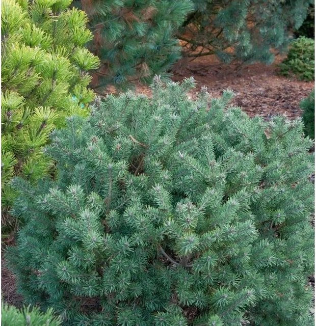 Lettische Zwerg Waldkiefer Pinus sylvestris grüne Konifere für den Garten, Höhe: 60-70 cm - Bild 1