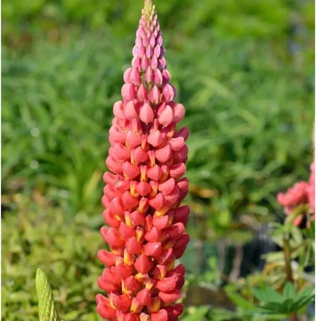 Gartenlupinie Mein Schloß Lupinus polyphyllus als mehrjährige Beet- und Schnittblumenpflanze - Bild 1