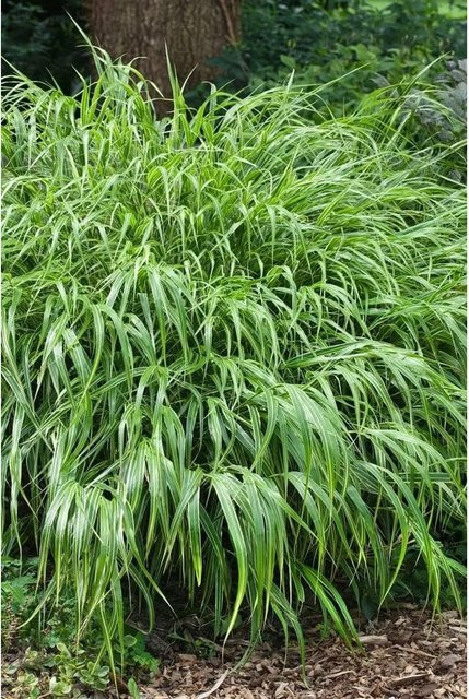 Hakonechloa Macra Greenhills Japanisches Berggras im Topf (11 x 11 cm) - Bild 1