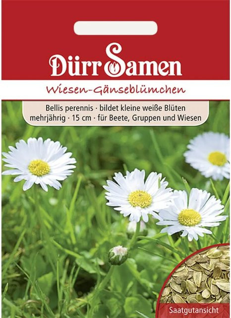 Dürr Wiesen-Gänseblümchen Saatgut Weiß Zweijährig 500 g - Bild 1