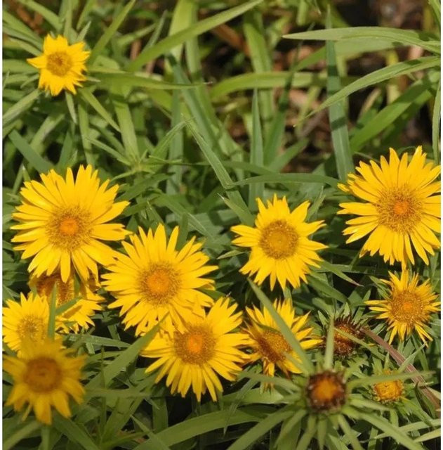 Zwergalant Compacta Inula enisfolia gelbe Staude als Bodendecker für Stauden- und Steingärten - Bild 1