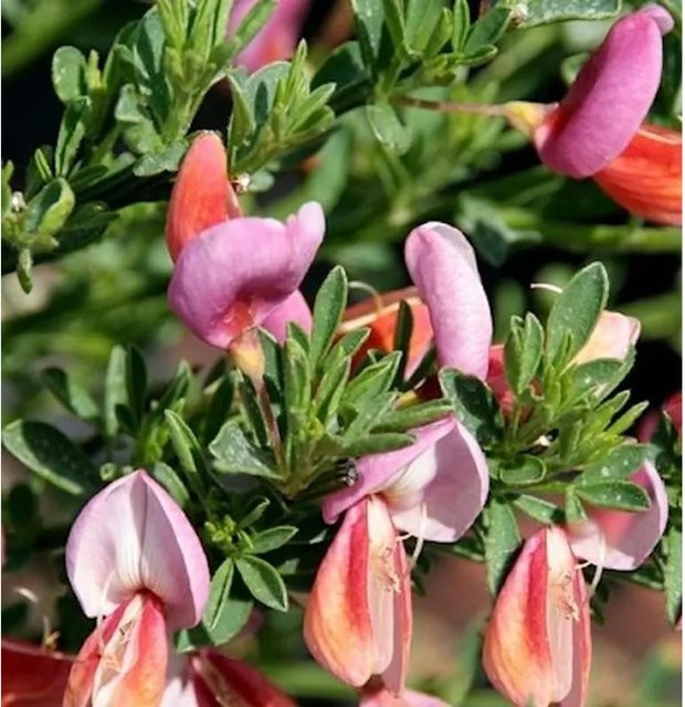 Edelginster Frisia Cytisus scoparius als Zierstrauch für deinen Garten, Höhe: 60-80 cm - Bild 1