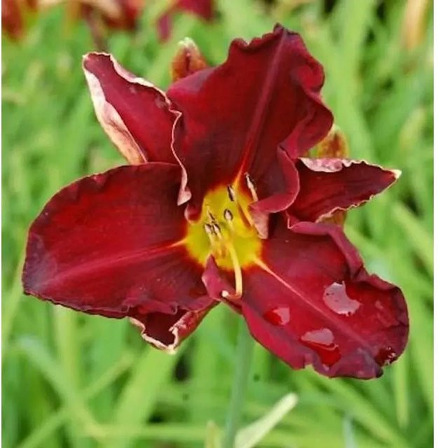 Taglilie Ed Murray Hemerocallis cultorum als mehrjährige Beetpflanze für Staudengärten und Schnittblumen - Bild 1