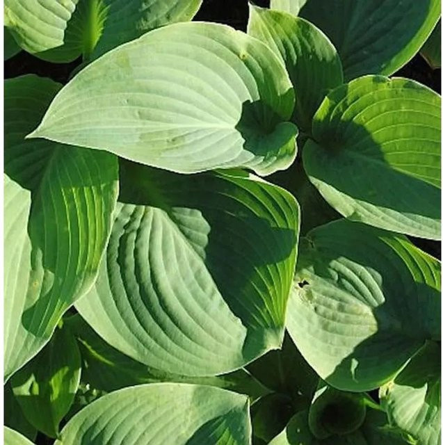 Hosta sieboldiana Blue Mammoth Grünblattfunkie Blauer Bodendecker - Bild 1