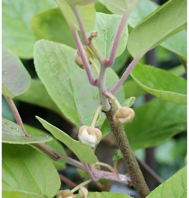 Männliche Kiwi Actinidia chinensis als Kletterstrauch von Die Nr-01.de, Farbe: Grün, Höhe: 125 cm - Bild 1