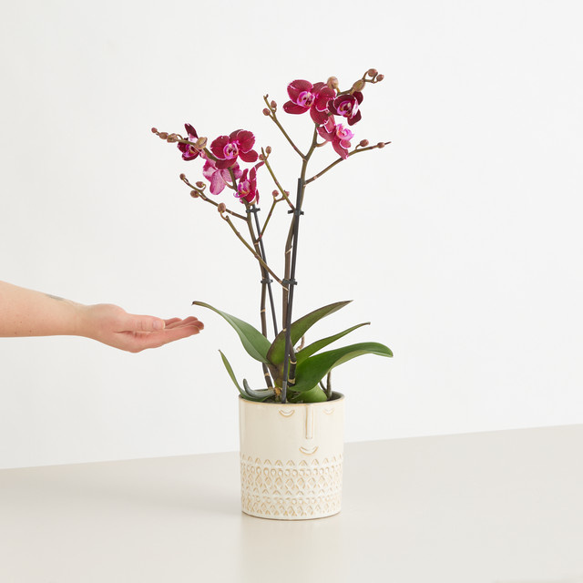 Phalaenopsis Orchidee von BLUME2000 in Purple mit Keramikübertopf - Bild 1