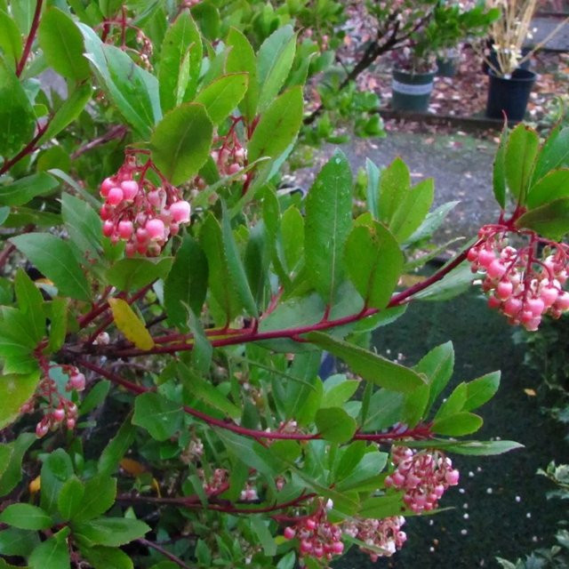 Arborix Erdbeerbaum Compacta Arbutus unedo als pflegeleichte immergrüne Zierpflanze im Container - Bild 1