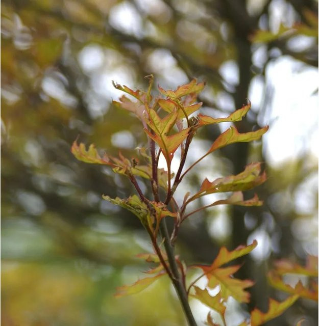 Quercus palustris Green Dwarf Sumpfeiche in Kugelform, Höhe: 60-70 cm - Bild 1