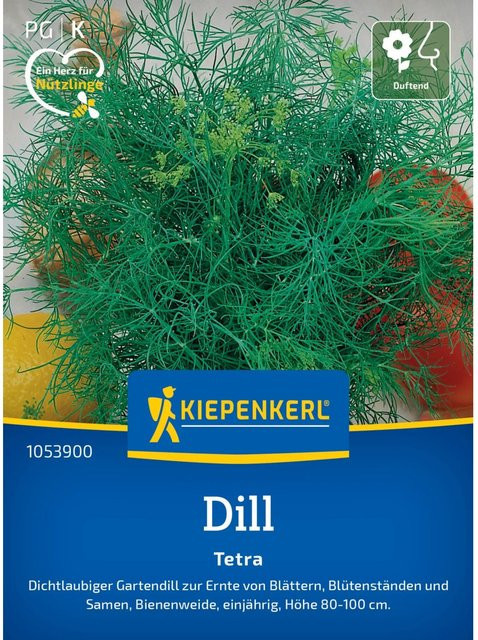 Kiepenkerl Dill Kräutersamen herb - Bild 1