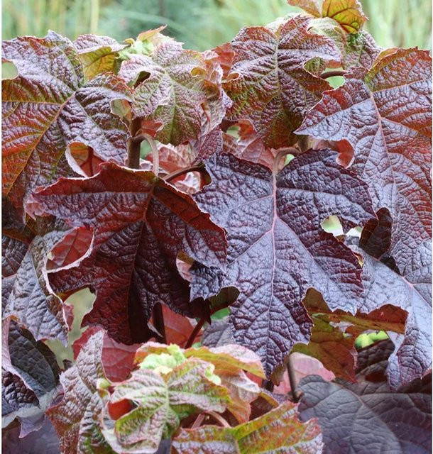 Eichenblättrige Hortensie Ruby Slippers Hydrangea quercifolia von Nr-01.de in Weiß, Pink und Violett, Höhe: 30-40 cm - Bild 1
