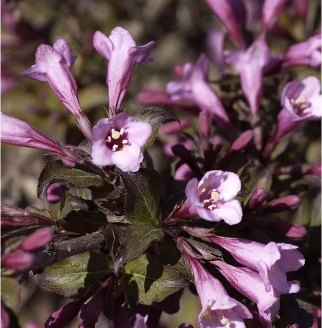 Weigela florida Purpurweigelie als Ziergehölz, Heckenpflanze oder Solitärpflanze in Purpur, Höhe: 60-80 cm - Bild 1