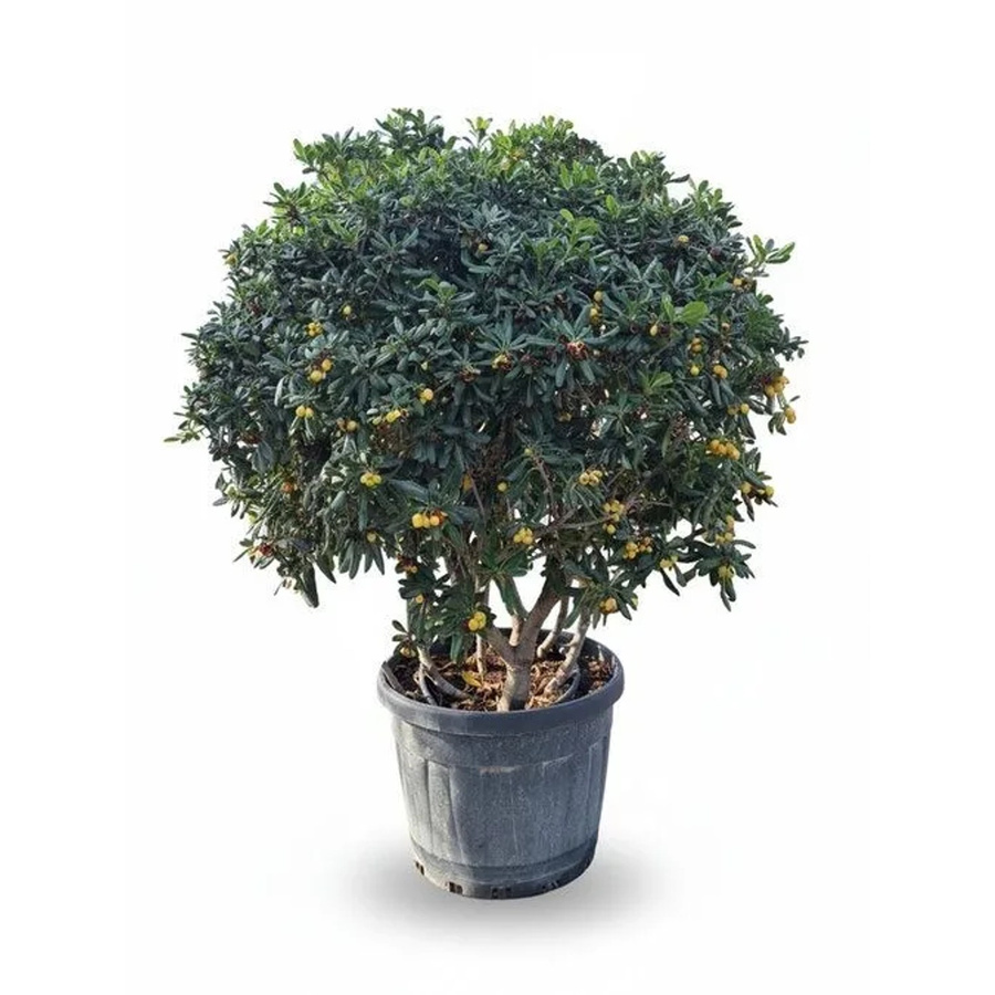 Sunny-Tree Australischer Lorbeer Pittosporum Tobira immergrüner Zierstrauch in grünem Topf, Höhe: 160 cm - Bild 2
