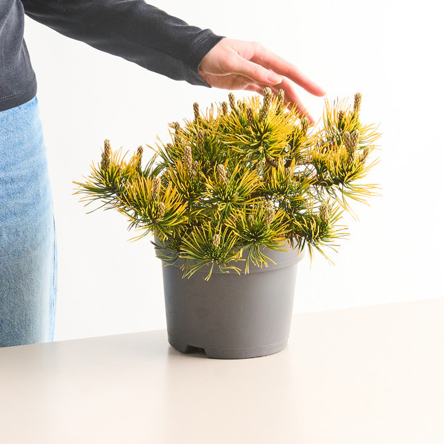 Bergkiefer Carstens Wintergold Pinus mugo von BLUME2000 als pflegeleichter Zierstrauch für Garten, Beete und Rabatten - Bild 1