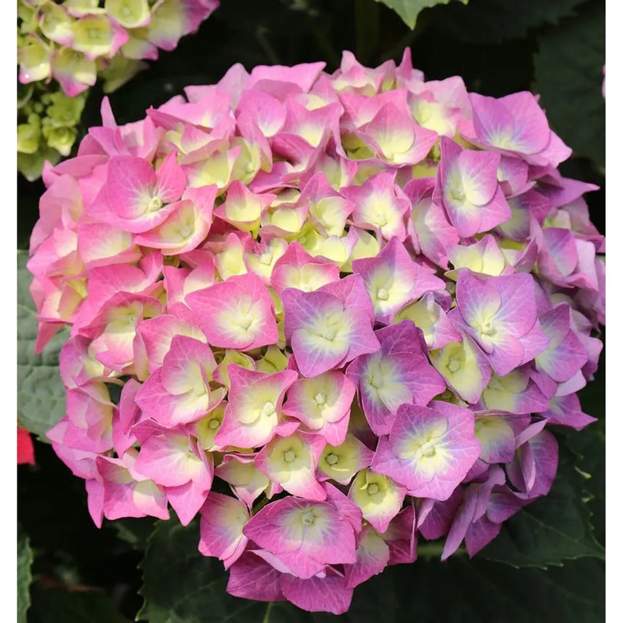 Bauernhortensie Everbloom Blue Wonder Hydrangea macrophylla in Blau, Kleinstrauch für den Garten - Bild 1