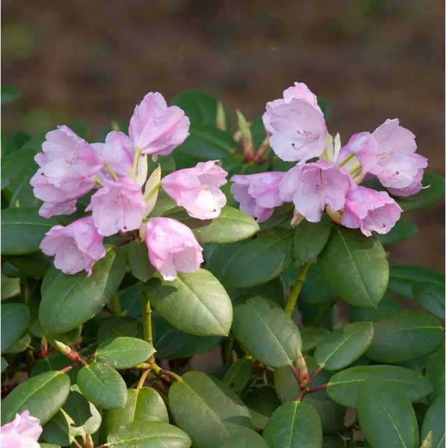 INKARHO Rhododendron williamsianum Alpenrose Vater Böhlje in Pink, Topfgröße 25-30 cm - Bild 1
