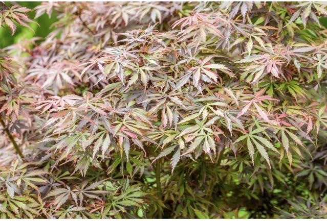 Acer Palmatum Jerre Schwartz Japanischer Ahorn als Zierstrauch in Rot, Orange und Grün, Höhe: 60–100 cm - Bild 1