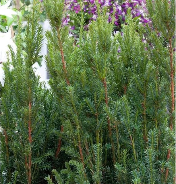 Eibe Rising Star Taxus media Heckenpflanze grün Höhe: 22,5 cm - Bild 1