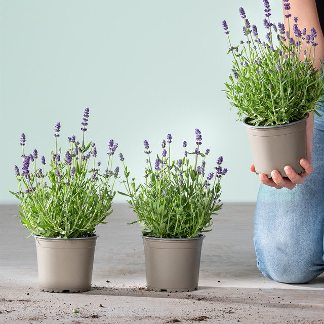 3er Set Lavandula angustifolia Winterharter Lavendel von BLUME2000 - Bild 1