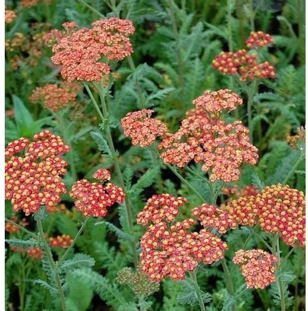Schafgarbe Achillea filipendulina Walter Funke, orangefarbene Schnittblume und Trockenstrauß, mehrjährig - Bild 1