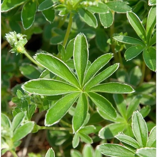 Alchemilla saxatilis Felsen-Frauenmantel als mehrjährige Pflanze in Grün für Steingärten und Grabbepflanzung - Bild 1
