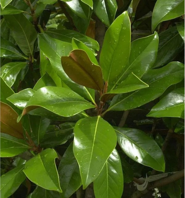 Immergrüne Magnolie Galissoniere Magnolia grandiflora in Weiß und Grün von Nr-01.de, Höhe: 80-100 cm - Bild 1