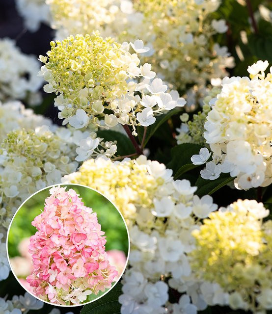 Rispen-Hortensie Living Little Blossom - Bild 1